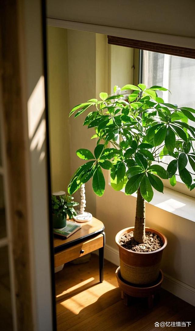 玄关植物风水讲究