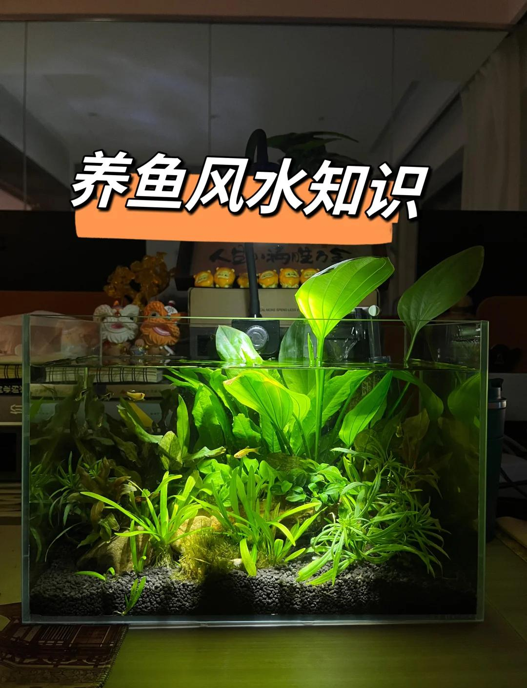公司养鱼风水禁忌
