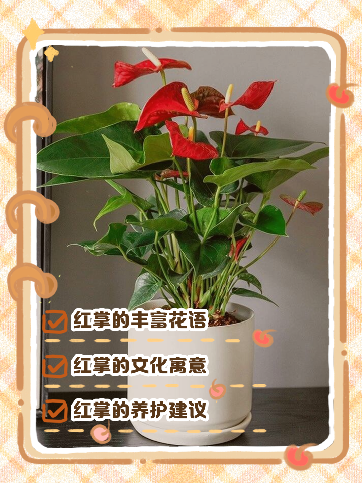 科普展现:红掌风水寓意（红掌风水摆放禁忌）