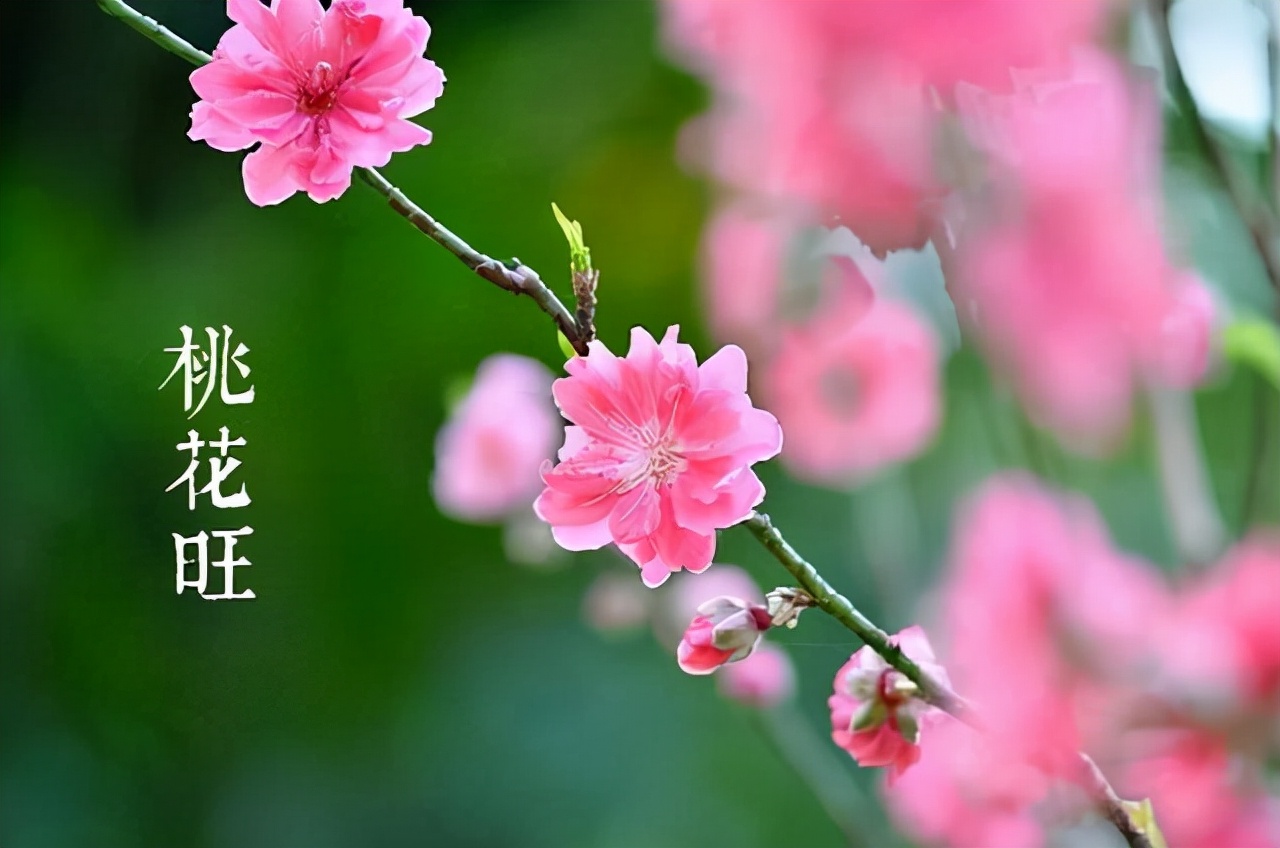 科普展现:走桃花运（走桃花运的方法）