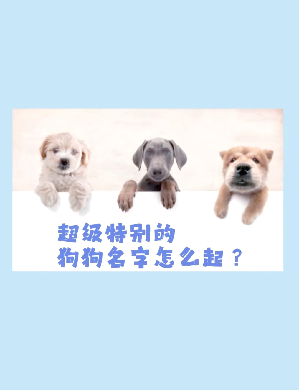 好听狗名