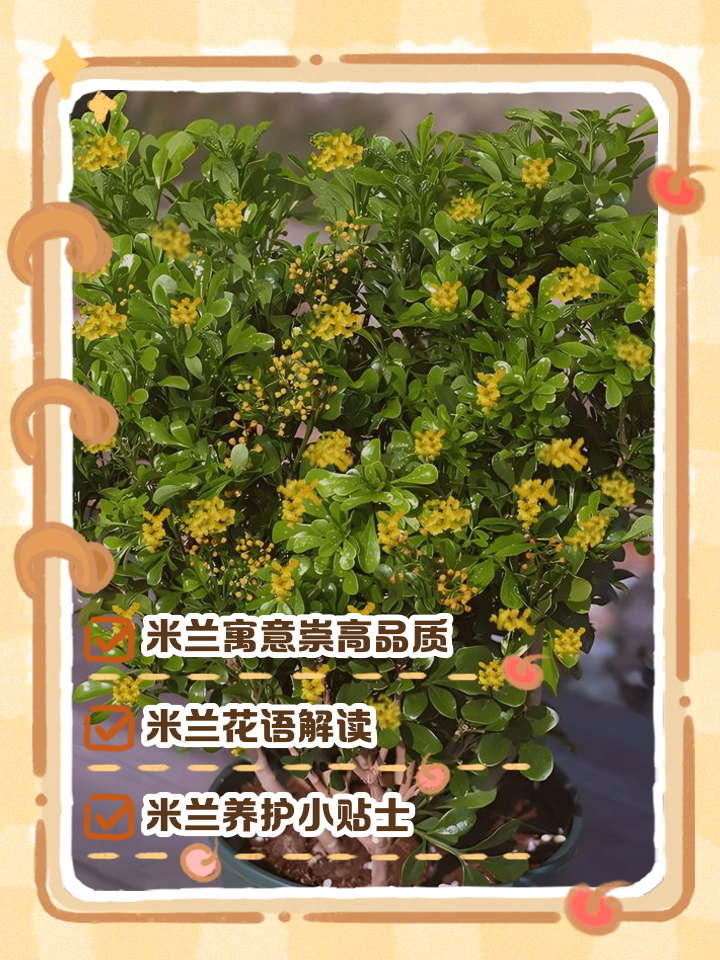 米兰花风水禁忌