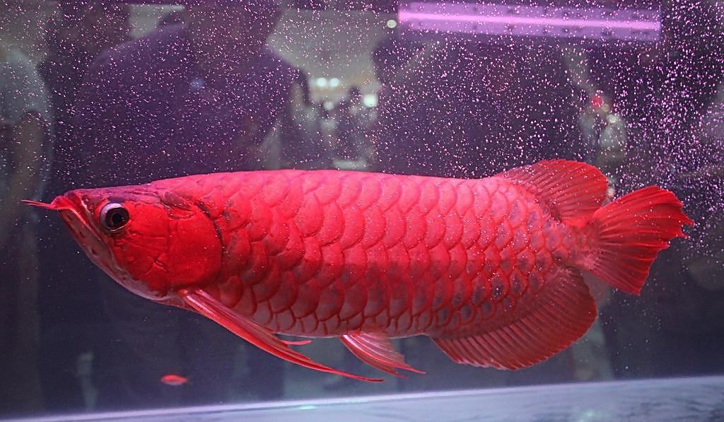 客厅养金鱼风水