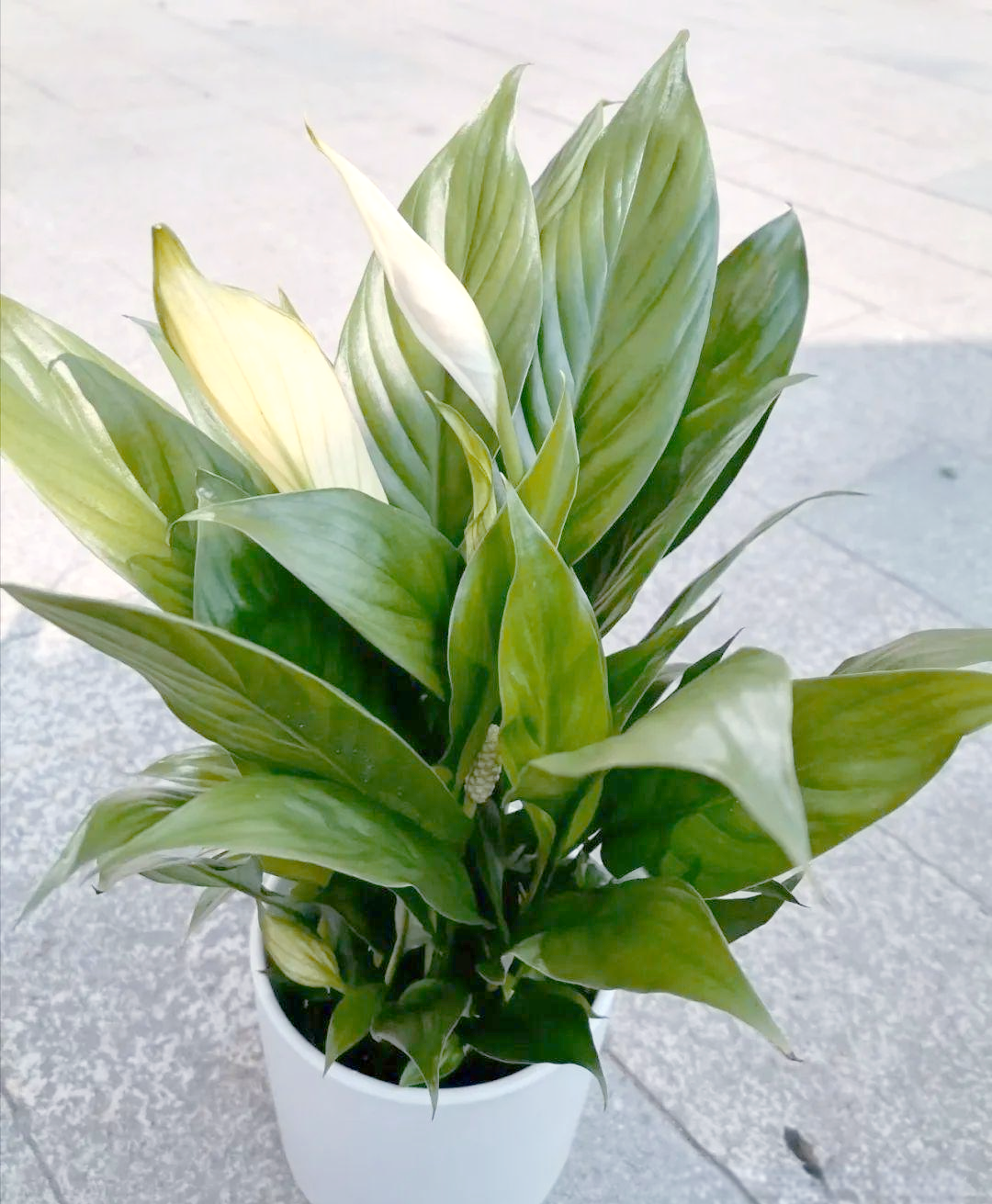 旺学业植物的简单介绍