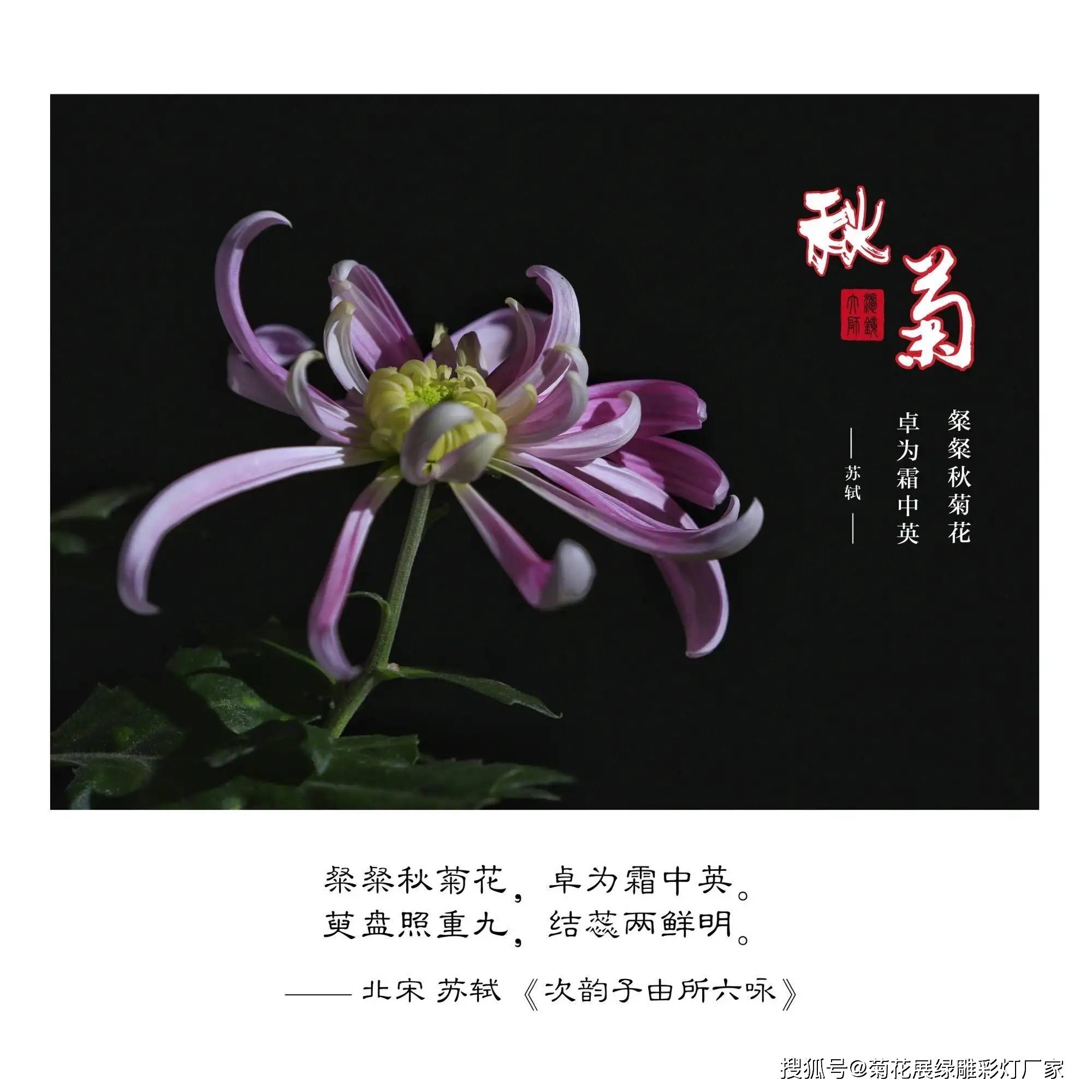 菊花风水寓意