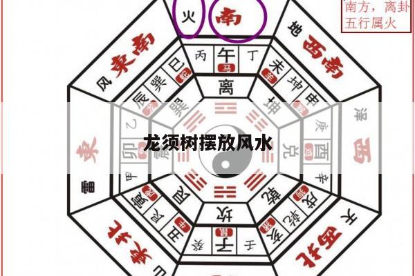 龙须树摆放风水