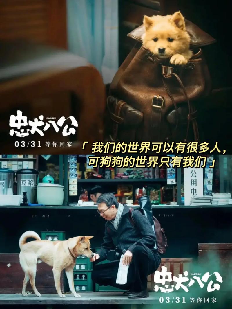 忠犬八公的故事,忠犬八公的故事电影免费观看完整版